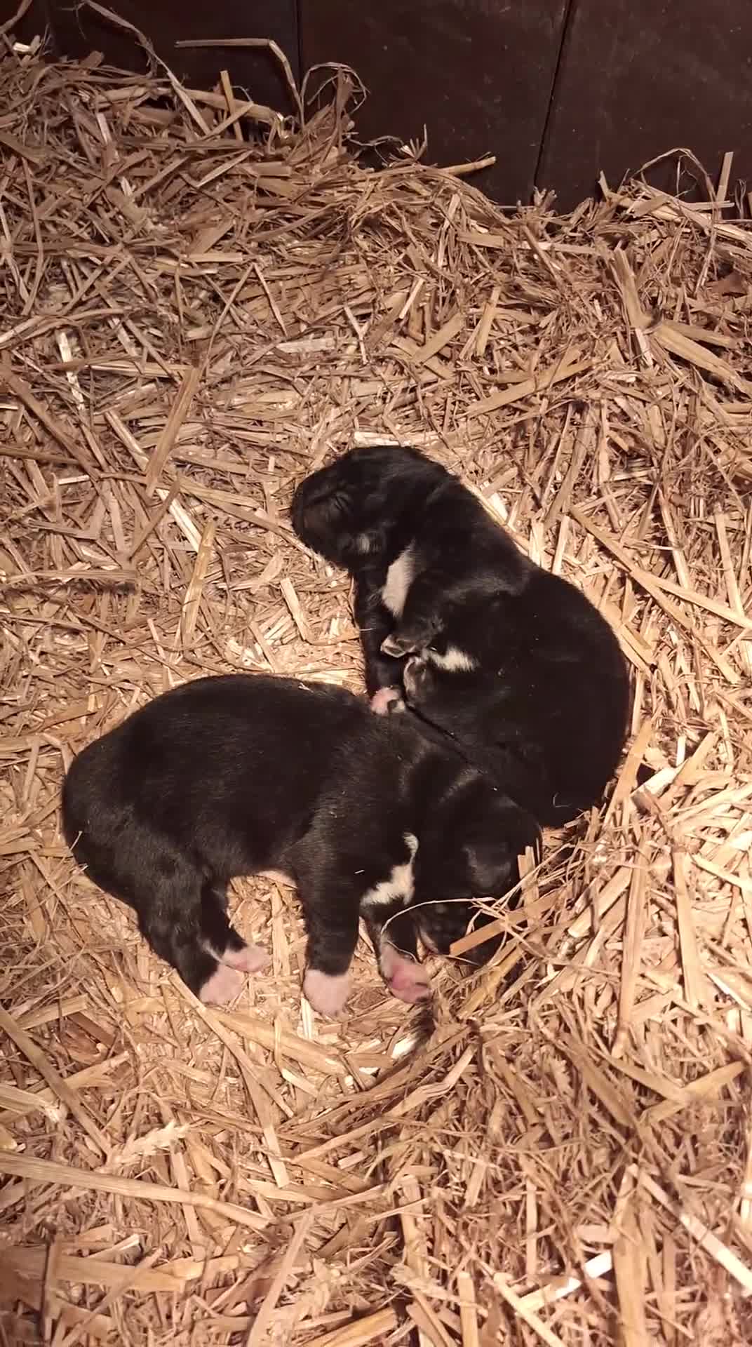 Kruising honden te koop: Kruising pups in Ljussens - Video 2