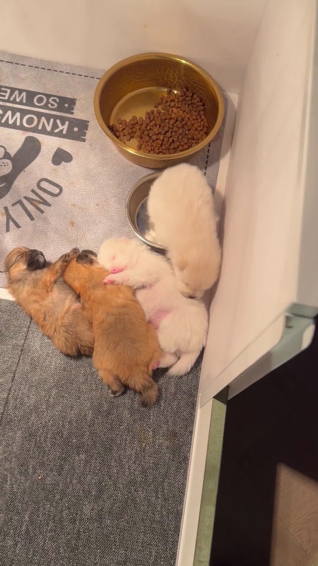 Pomeriaan honden te koop: Pomeriaan pups - Video 5