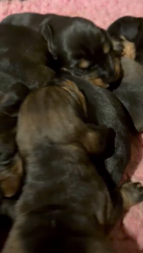 Ruwhaar Teckel honden te koop: Prachtige ruwhaar standaard pups  - Video 1