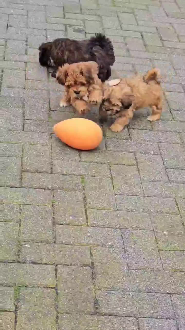 Havanezer honden te koop: Prachtige gezonde Havanezer pups met stamboom - Video 1