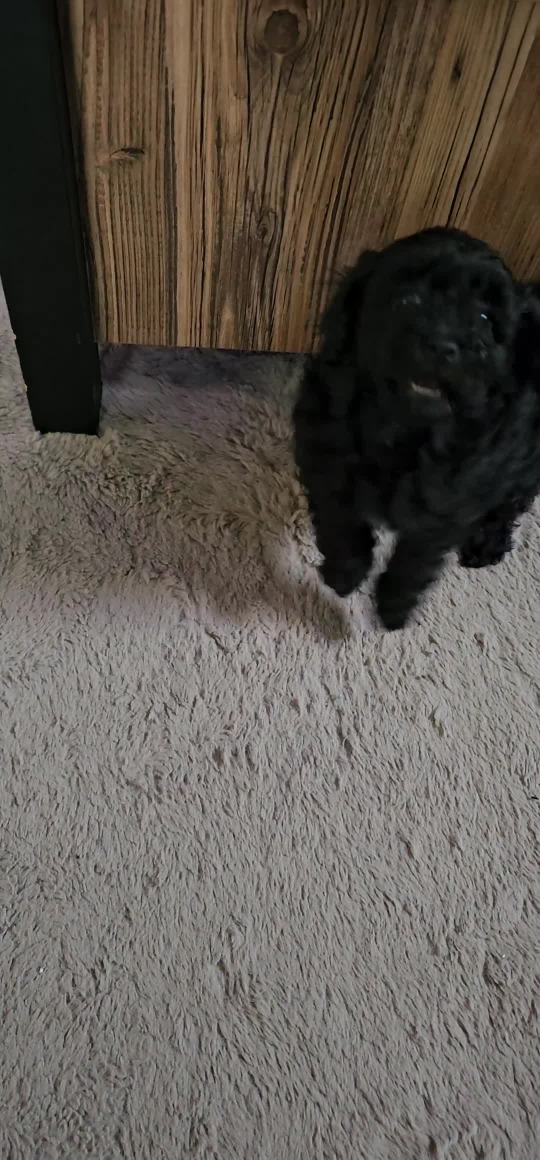 Poedel Toy honden te koop: Toypoedel pups  - Video 1