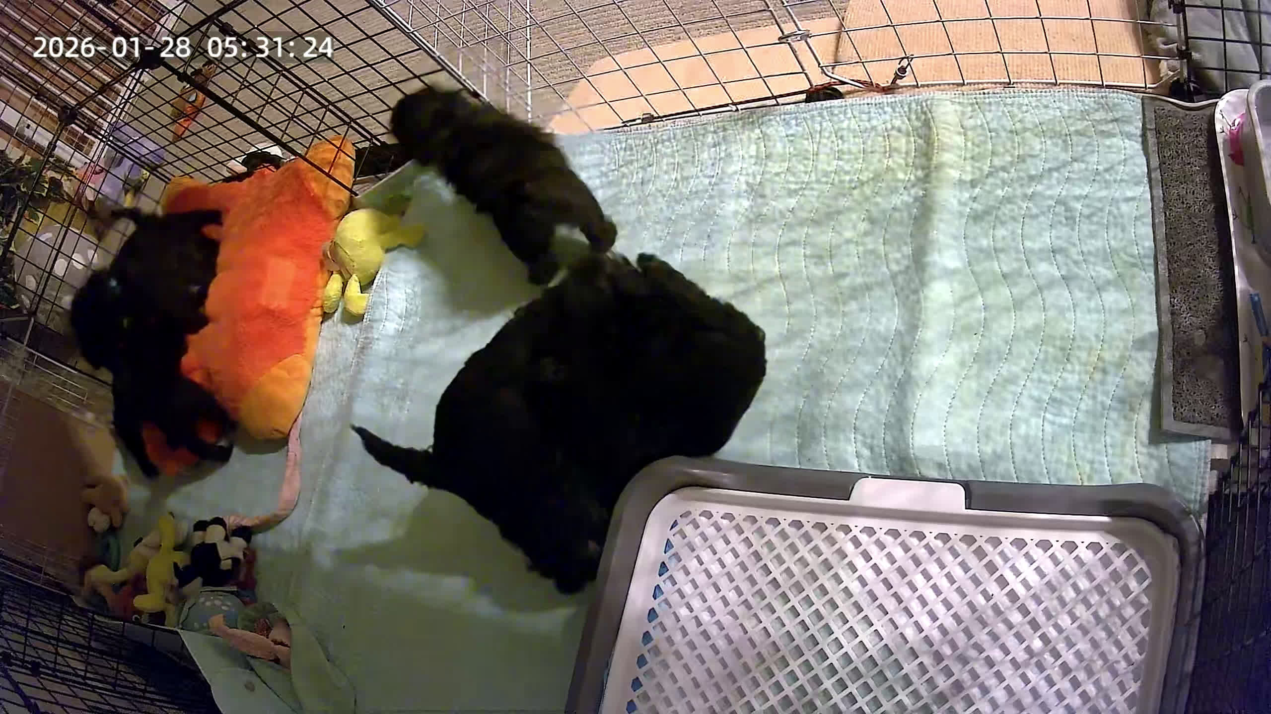 Maltipoo honden te koop: Fantastisch zwarte Maltipoo F1b 🥰 Anti-allergie - Video 3