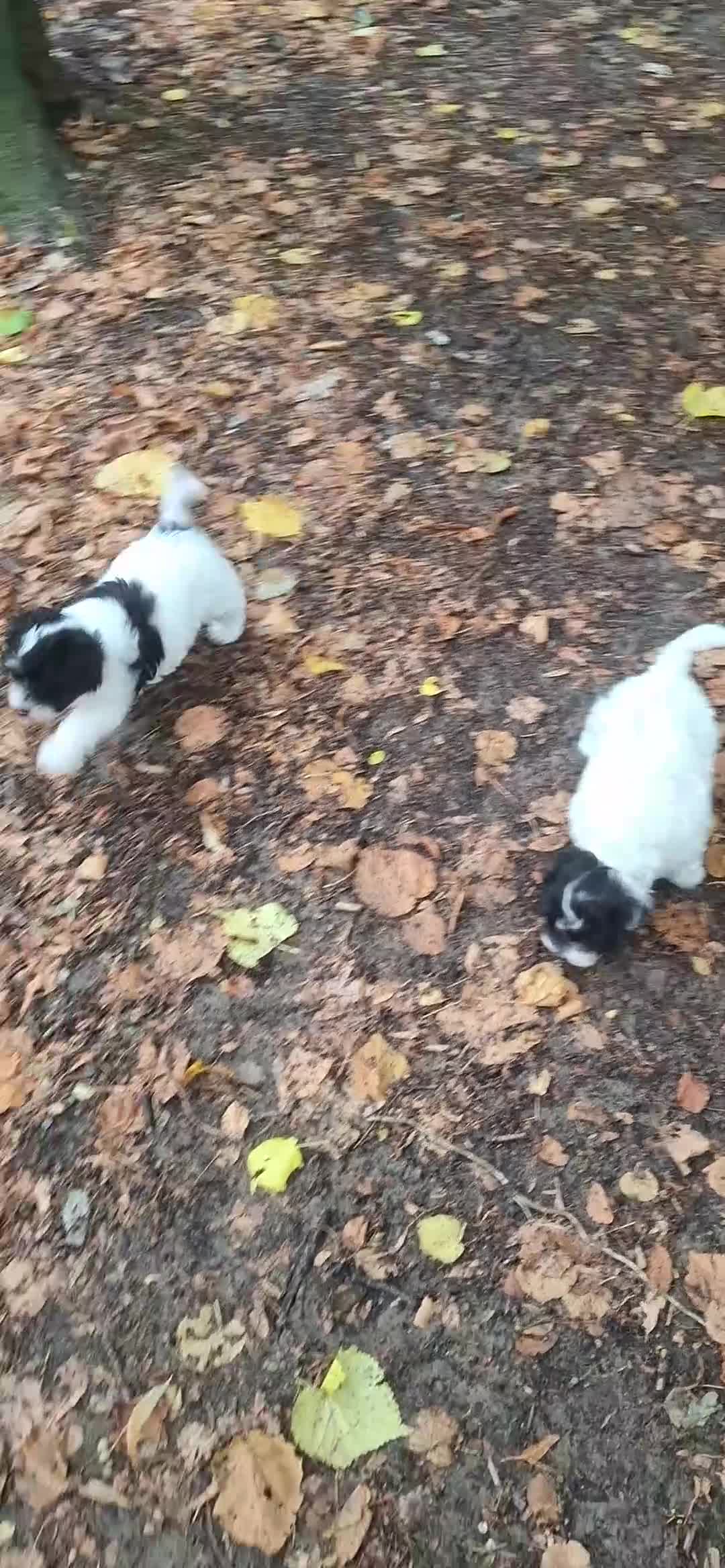 Maltipoo honden te koop: Schattige maltipoo pups. - Video 2