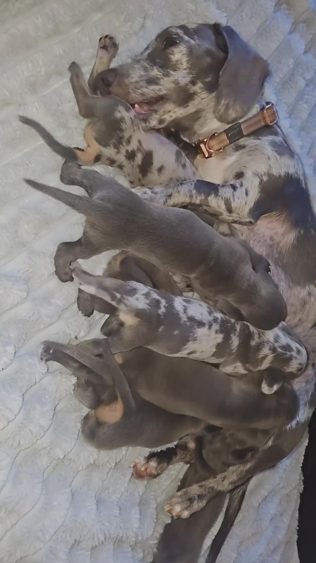 Teckel (korthaar)  honden te koop: 💙 STUNNING MINIATURE DACHSHUND PUPPIES FOR SALE . - Video 1