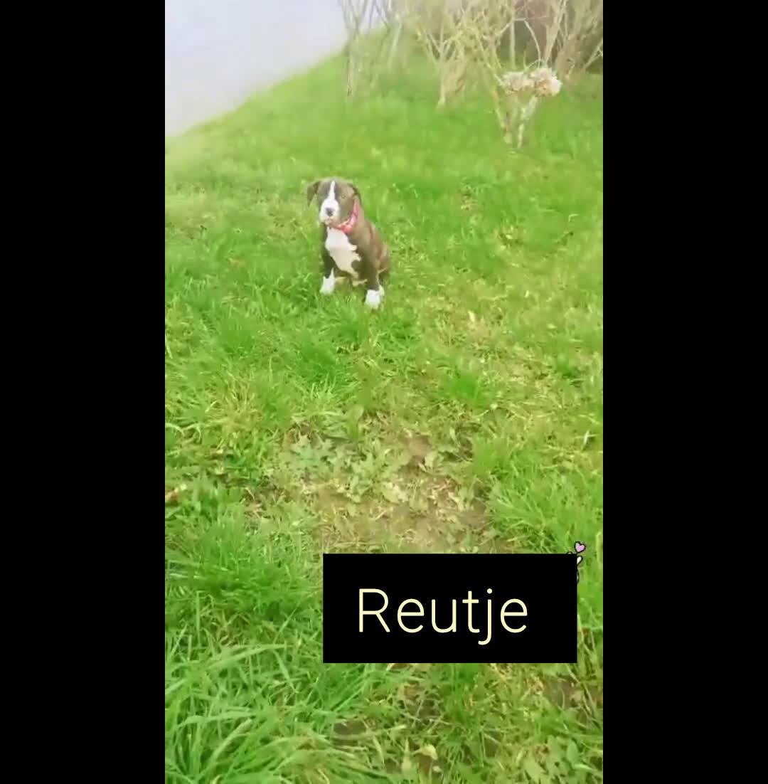 American Staffordshire Terriër honden te koop: Amerikaanse stafford pups  - Video 2