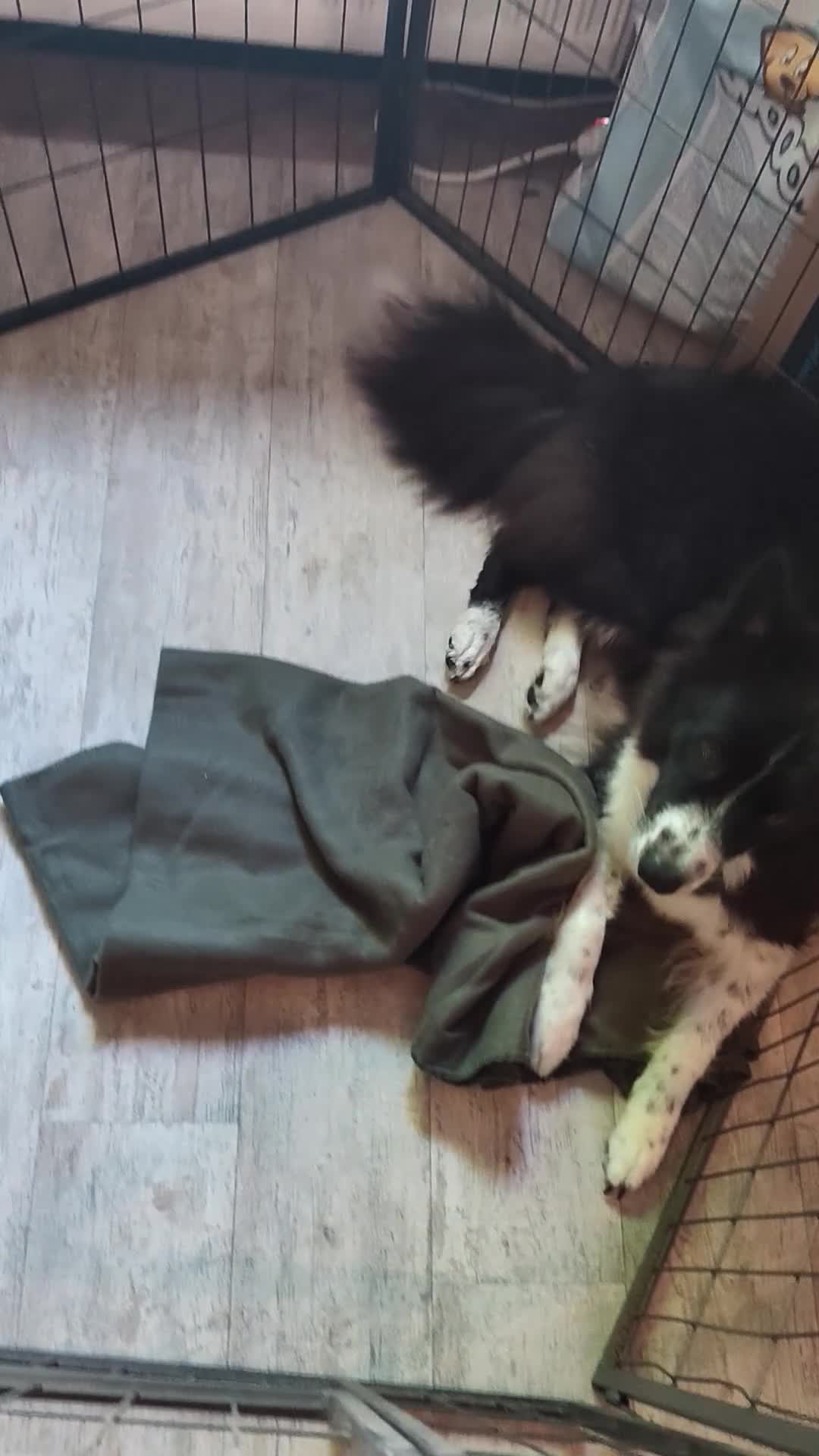 Kruising honden te koop: Unieke kruising de Samollie  - Video 2