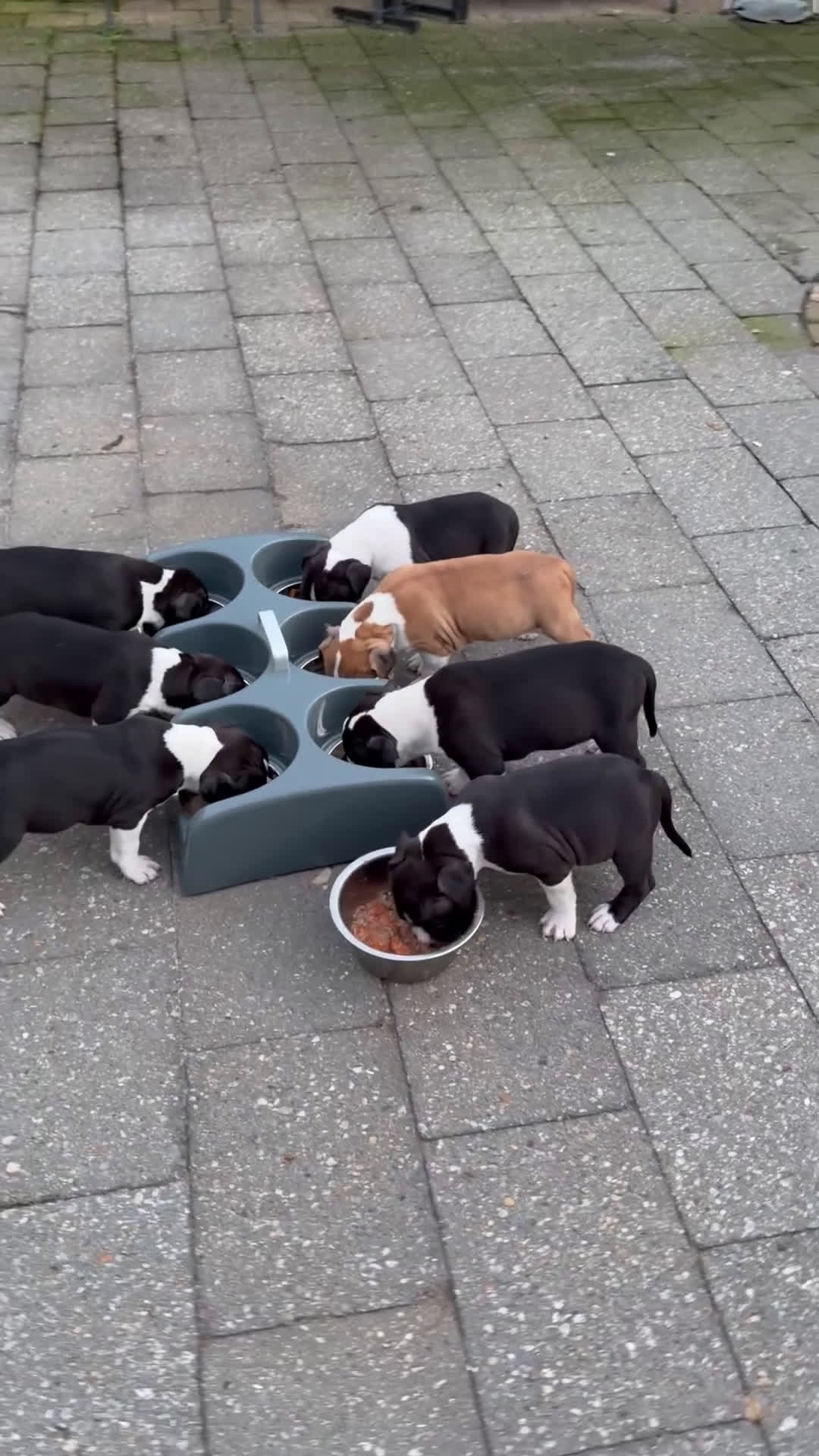 American Staffordshire Terriër honden te koop: Carmichael's nest - Video 2