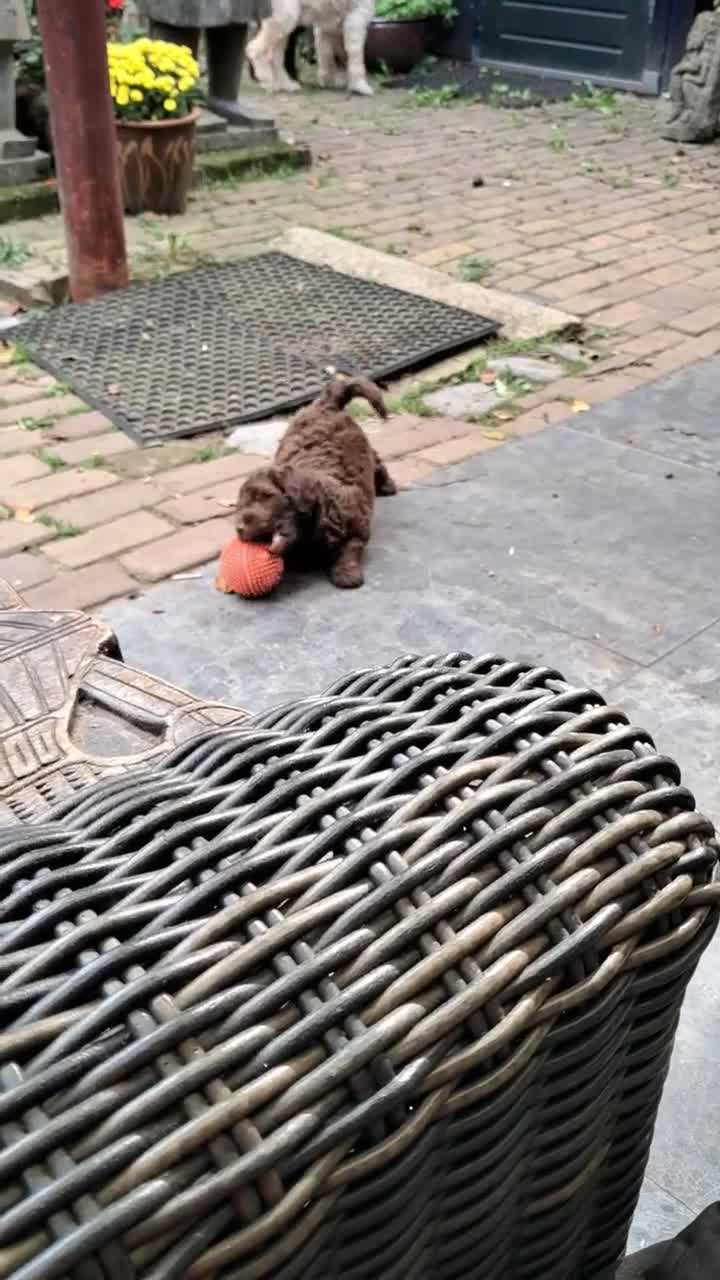 Labradoodle honden te koop: Labradoodle pups - Video 1