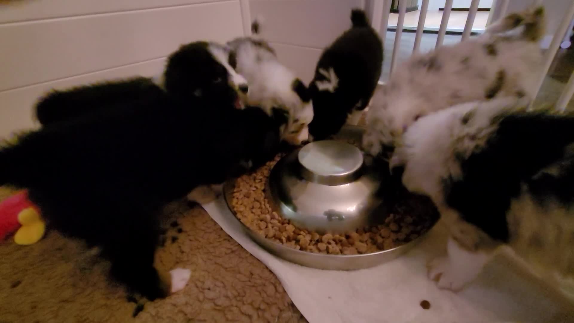 Australian Shepherd honden te koop: Australische herder pups - Video 5