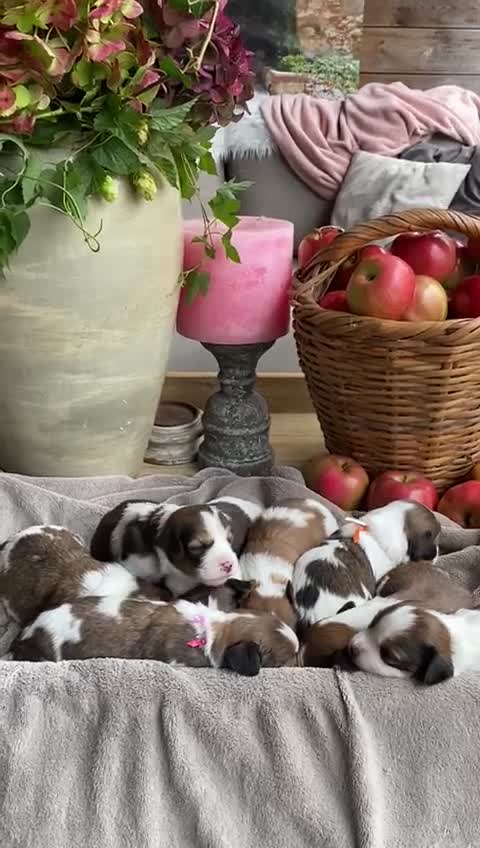 Kooikerhondje honden te koop: Kooiker pups met stamboom - Video 1