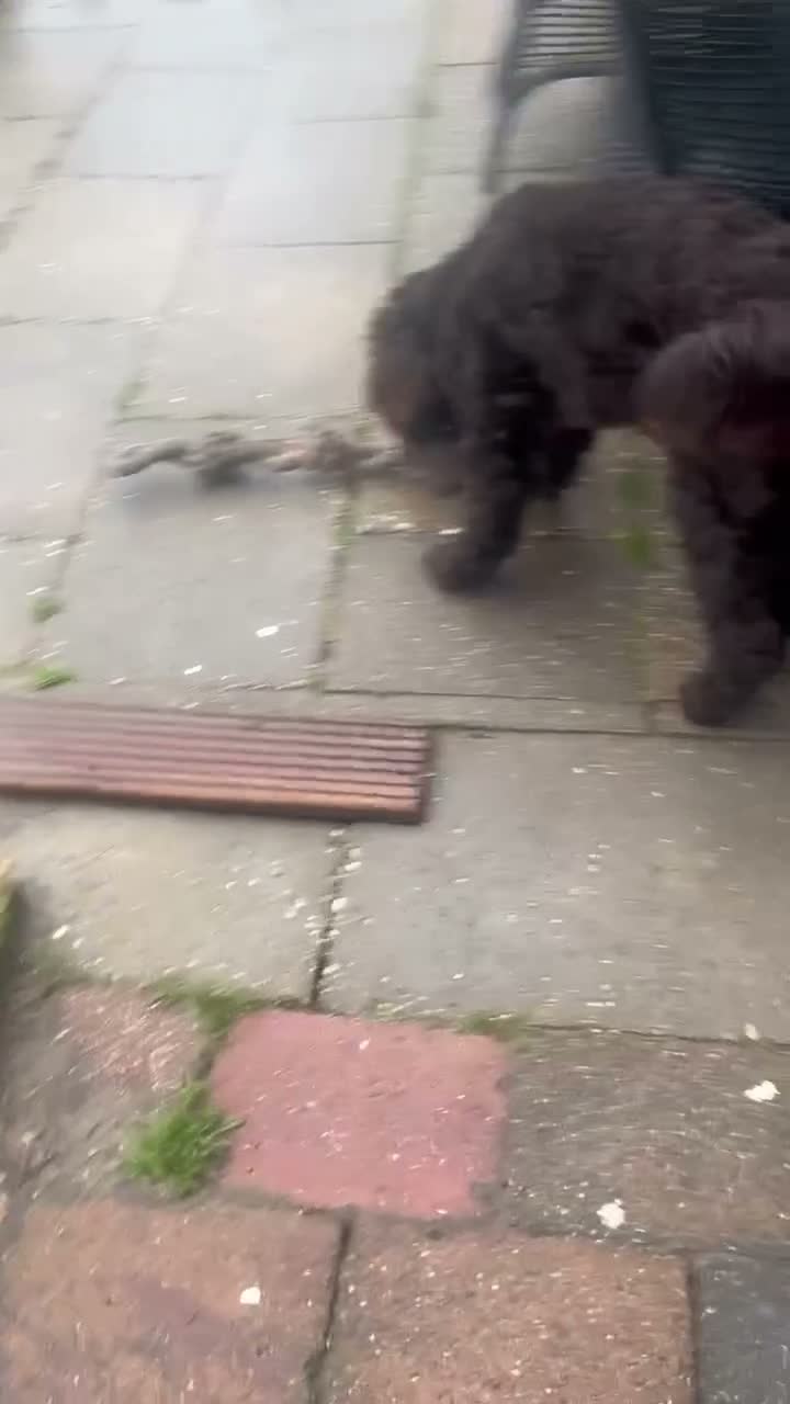 Australian Labradoodle honden te koop: Labradoodles teef, kleine medium chocolade bruin in Noordbeemster - Video 1