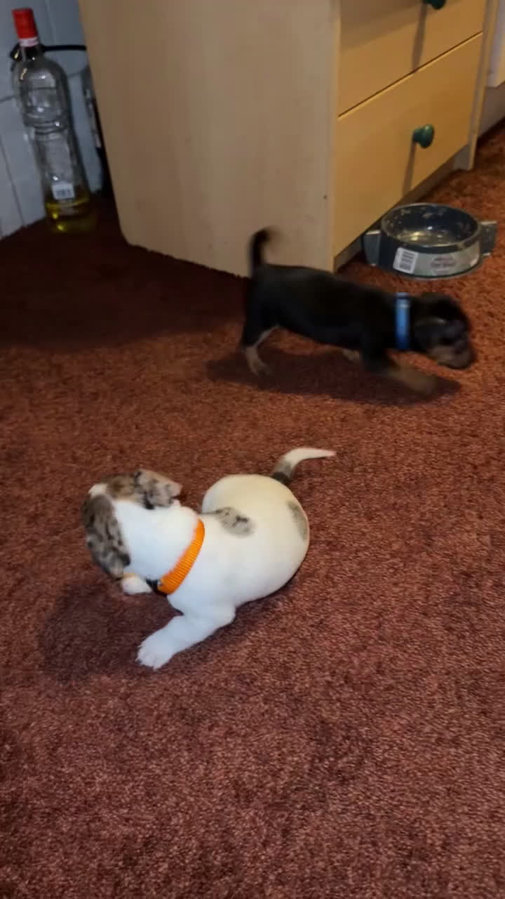 Jack Russel Terriër honden te koop: Jack russel pups - Video 1