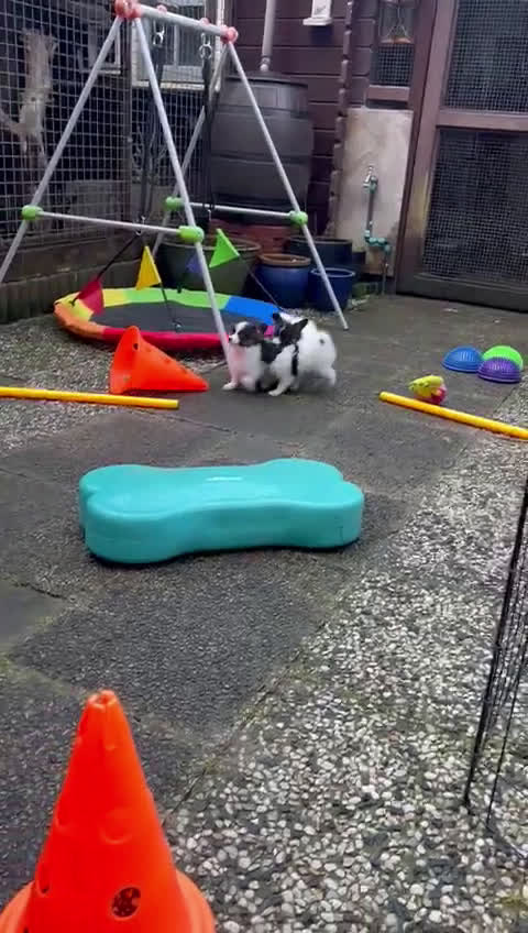 Vlinderhondje honden te koop: Papillon (vlinderhondjes) met FCI stamboom - Video 1