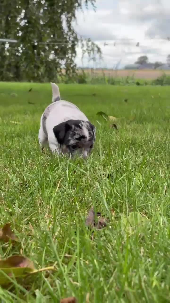 Jack Russel Terriër honden te koop: Brokencoat Merle Jackies in Lauwerzijl - Video 1
