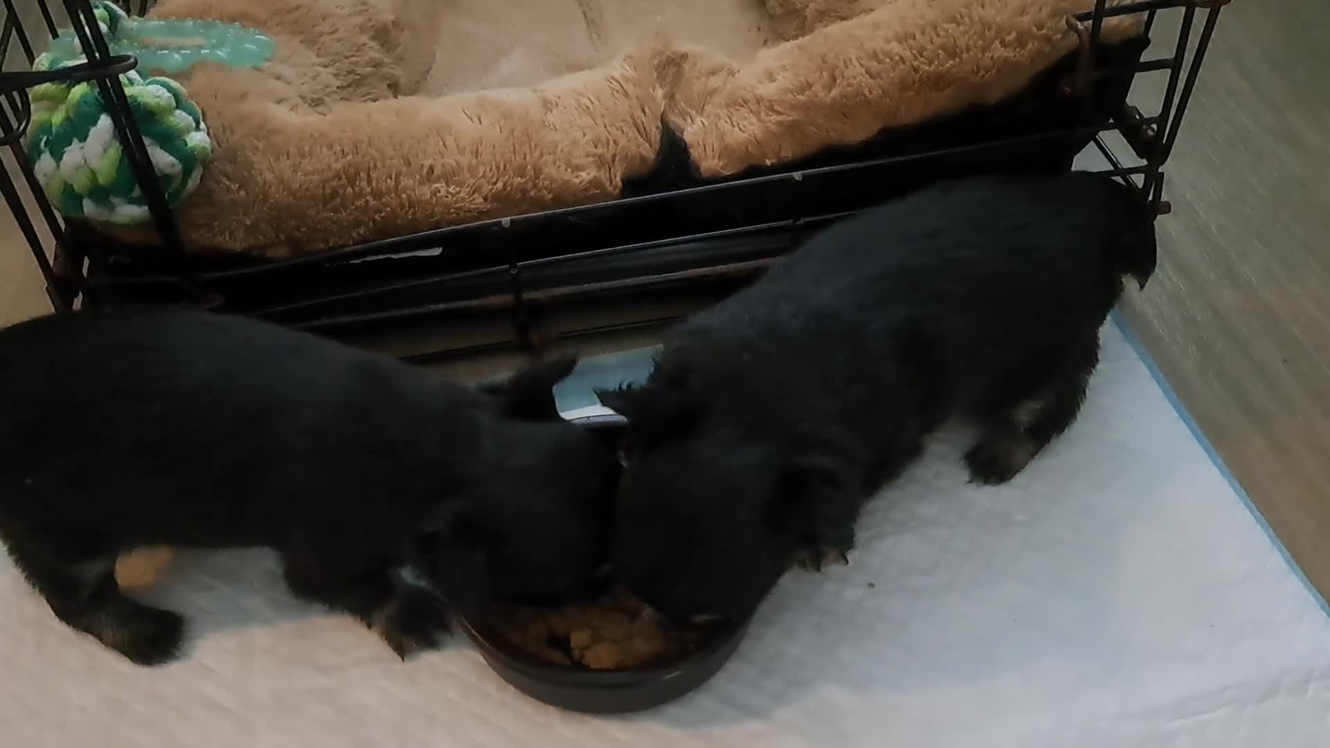 Chihuahua honden te koop: Zeer mooie chihuahua pupjes  - Video 1
