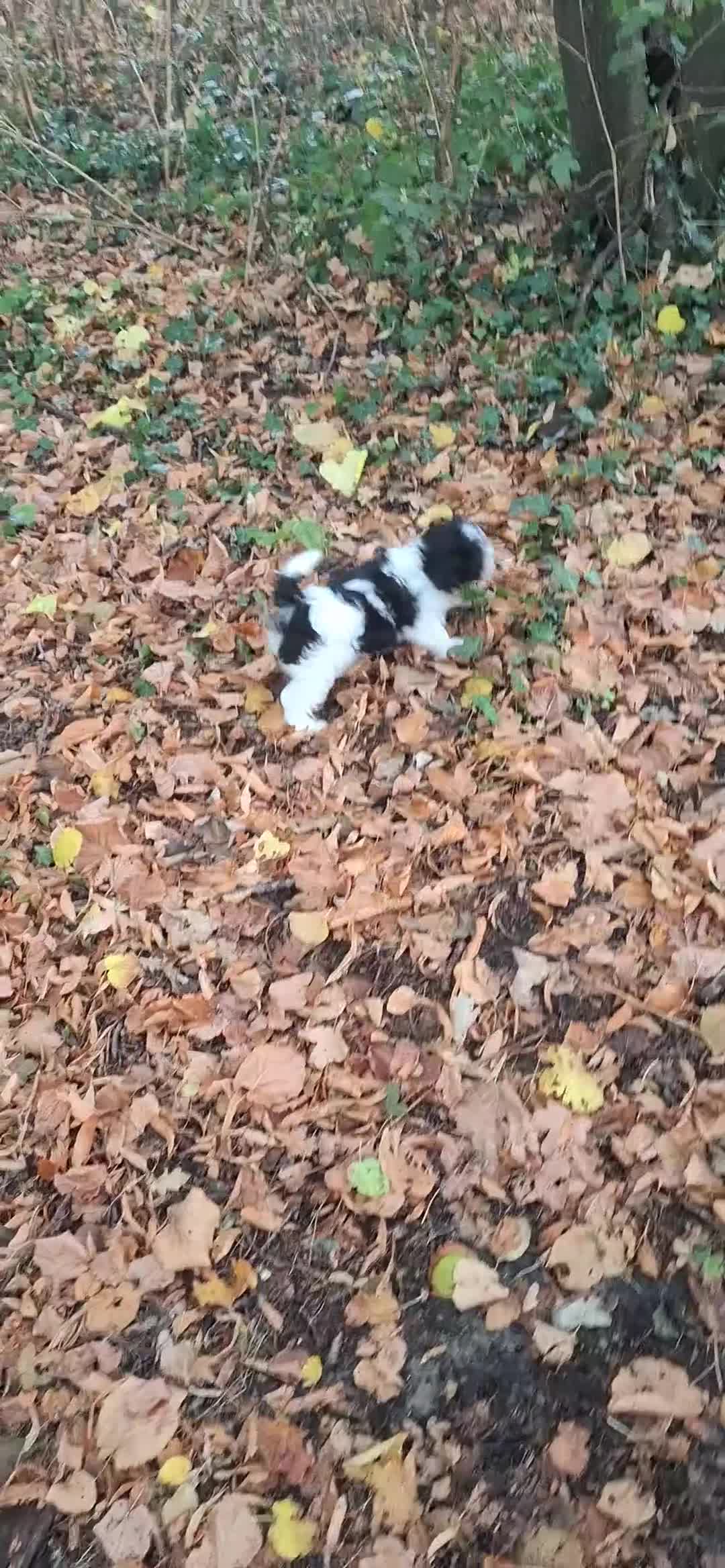 Maltipoo honden te koop: Schattige maltipoo pups. - Video 3