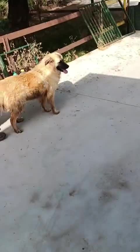 Kruising honden te koop: Clara 2 zoekt een baasje - Video 2