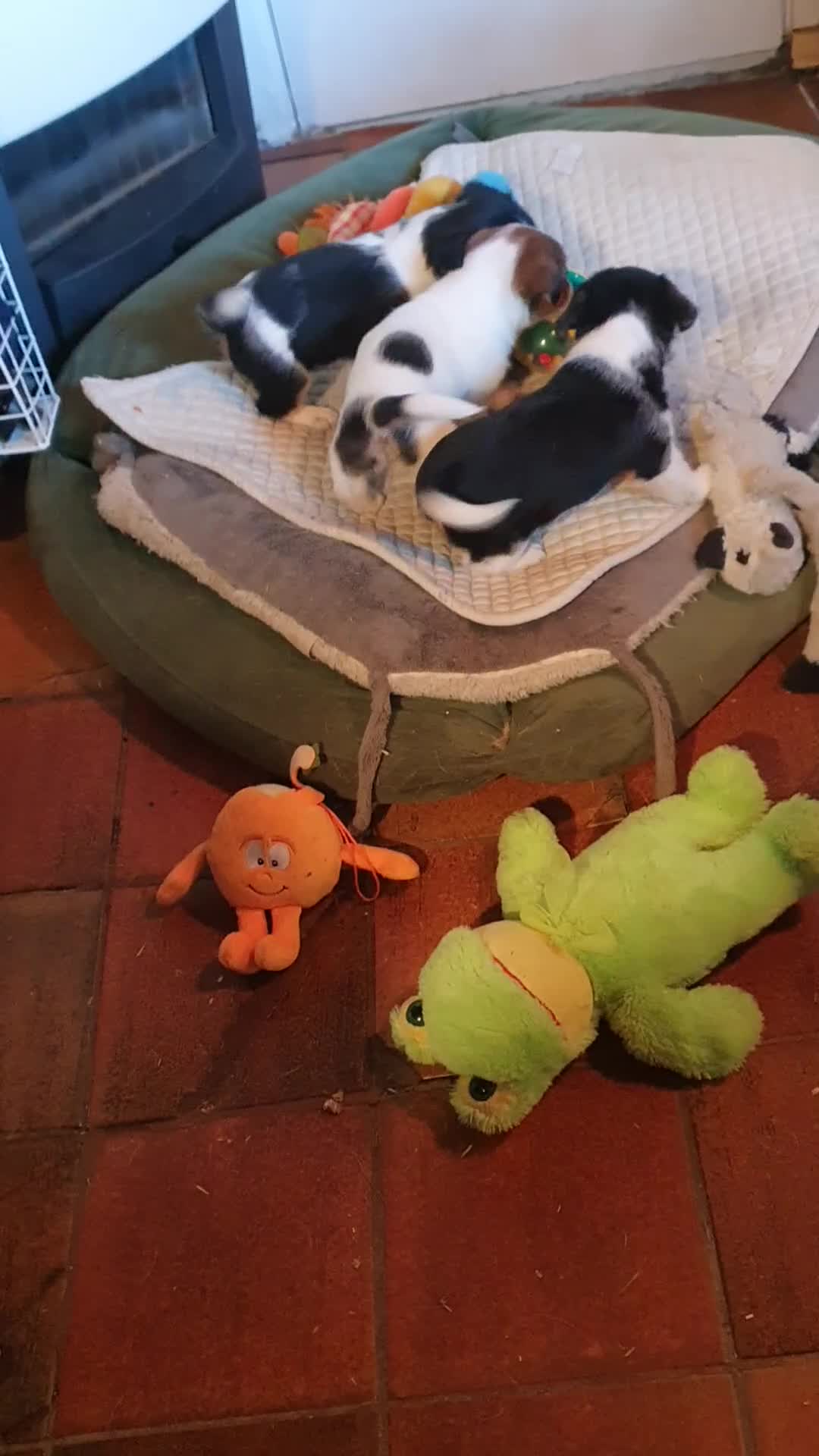 Jack Russel Terriër honden te koop: Speelse gezonde RASZUIVER JACK RUSSELpups LAAGBEEN - Video 3