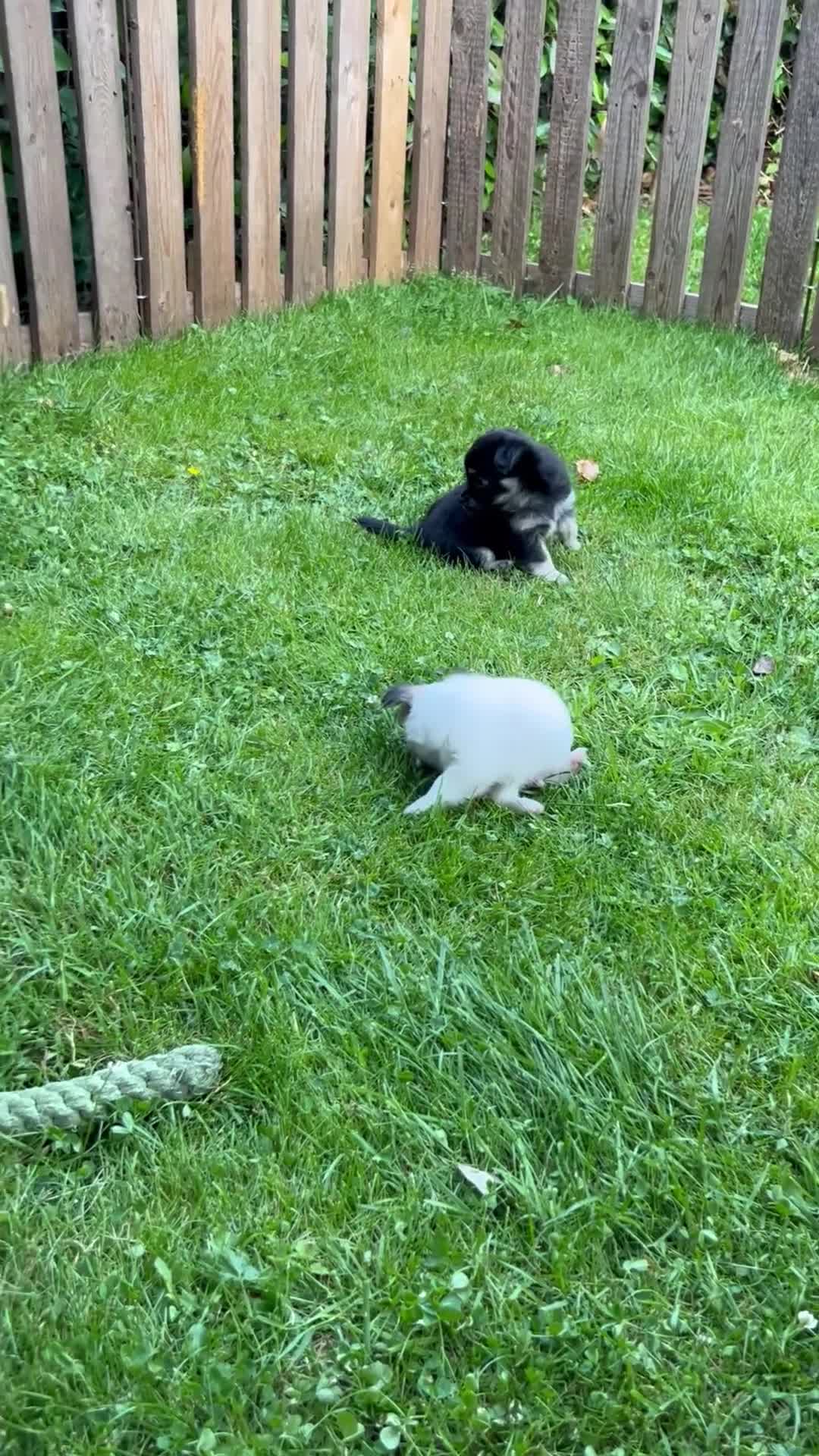 Chihuahua honden te koop: Mooie langharige chihuahua pups - Video 2