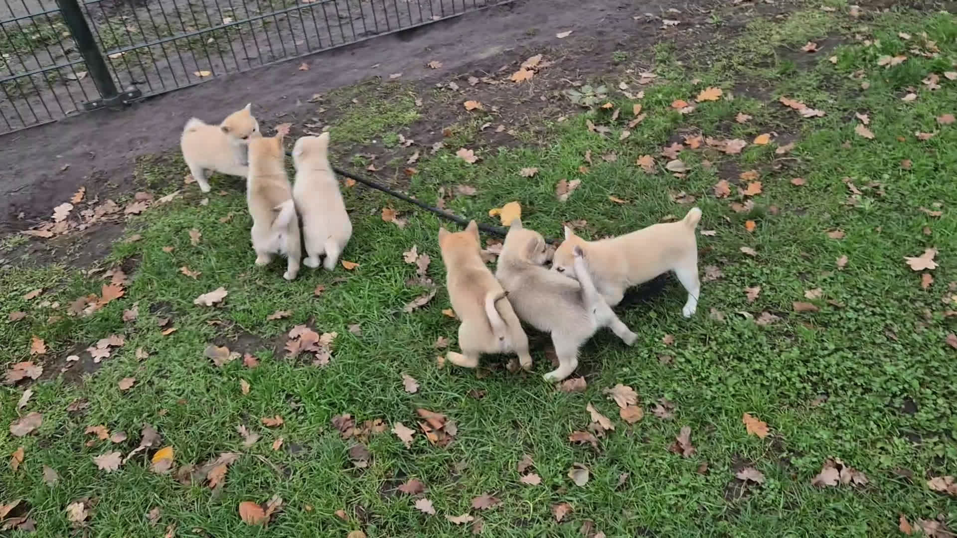 Kruising honden te koop: Pomsky x Shiba inu pups - Video 1