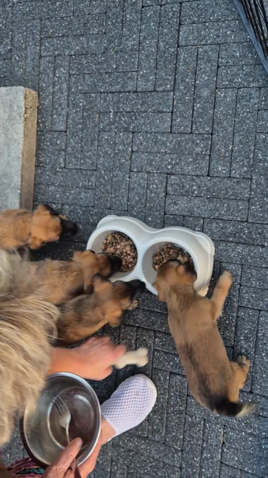 Border Terriër honden te koop: WESTFALEN TERRIER  ☆ UITVERKOCHT ☆ - Video 1