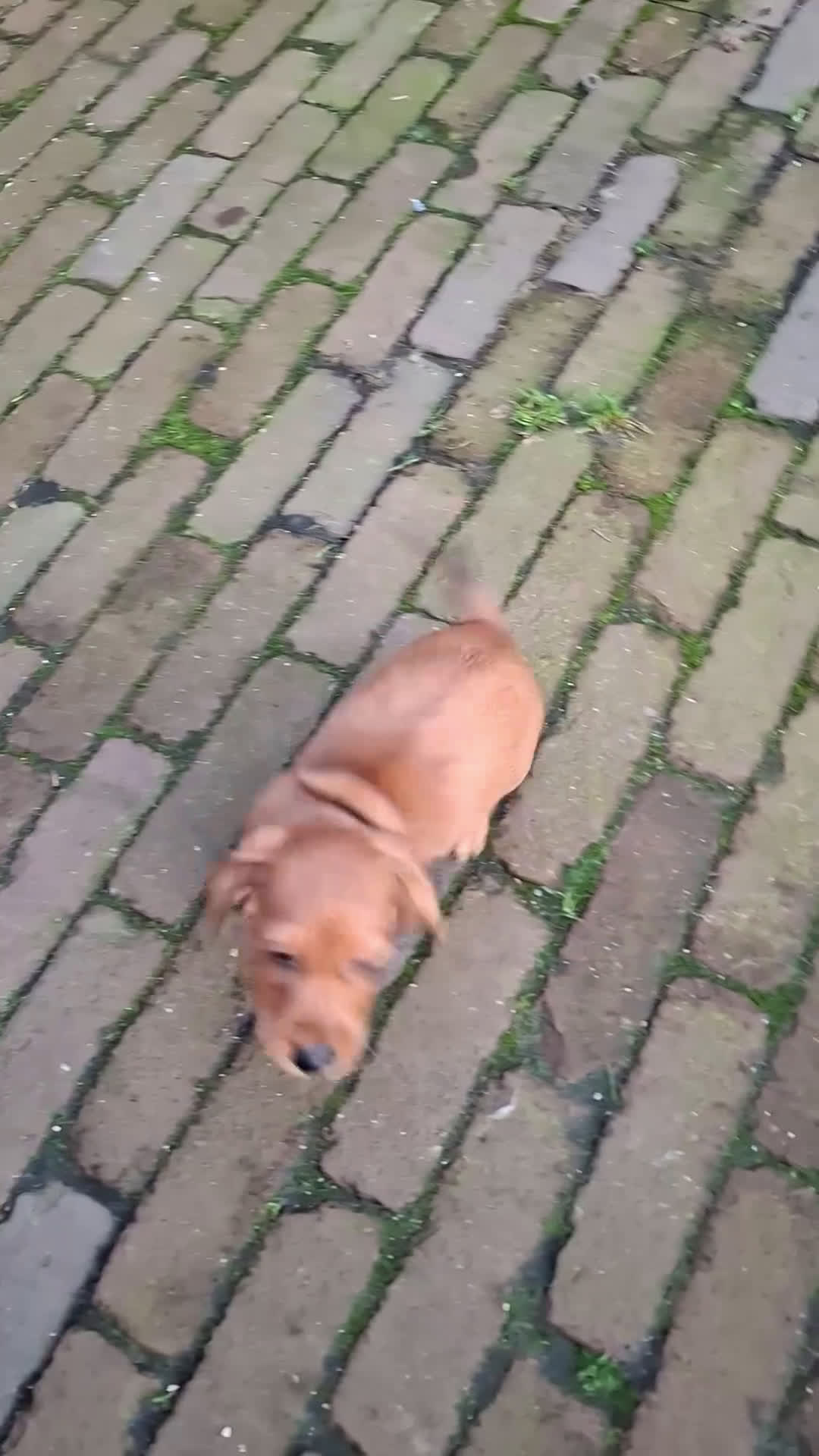 Ruwhaar Teckel honden te koop: Choco bruin teefje - Video 3