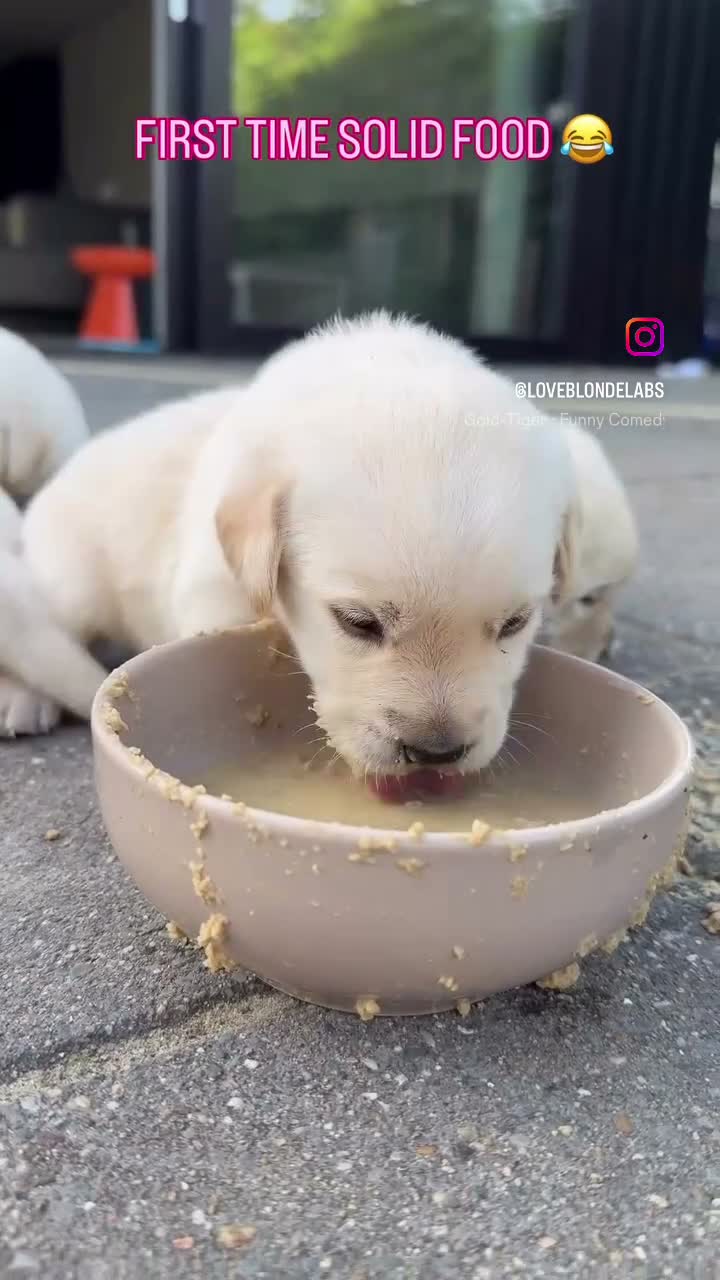 Labrador Retriever honden te koop: Raszuivere Labrador pups blond | Vader is kampioen in Twijzel - Video 5