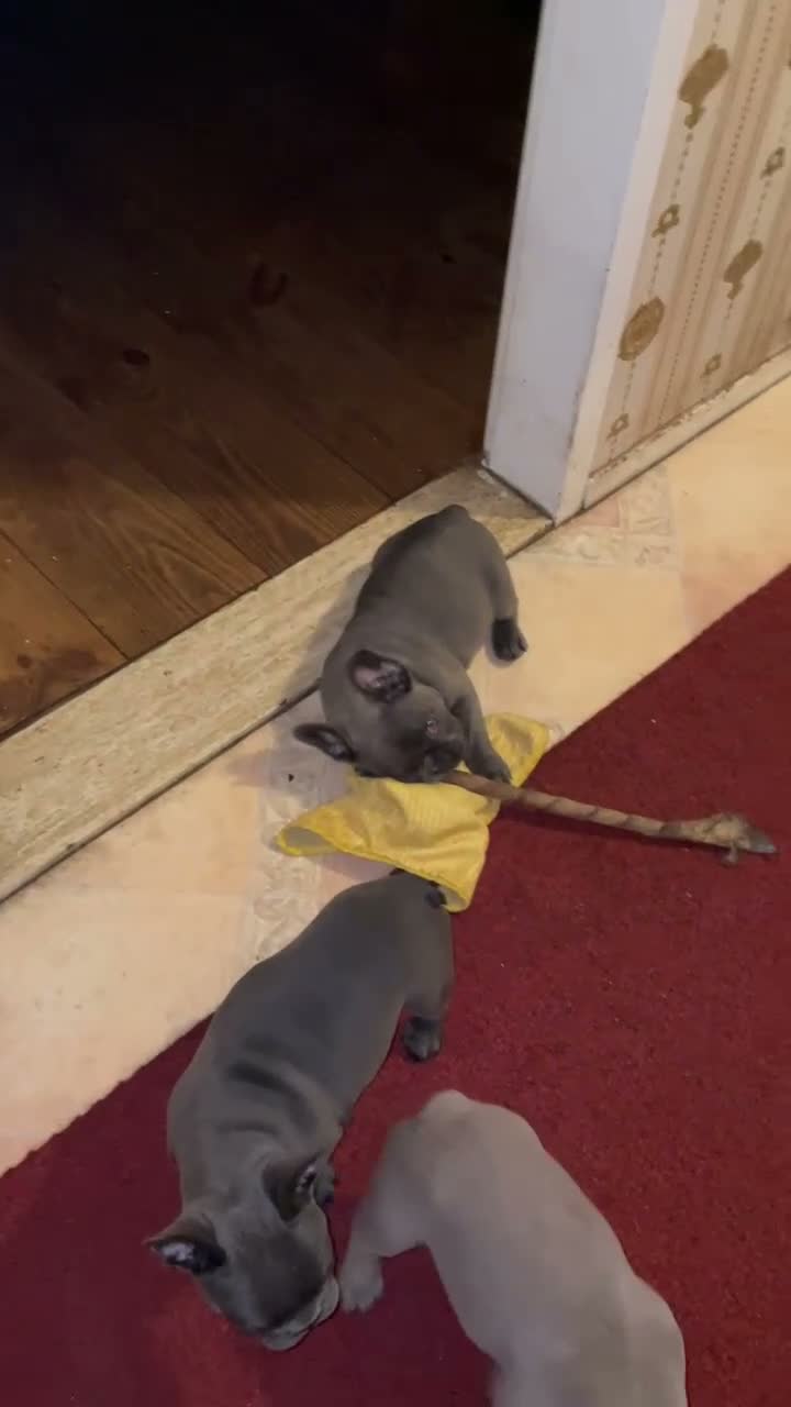 Franse Bulldog honden te koop: Franse Bulldog puppies met stamboom - Video 1