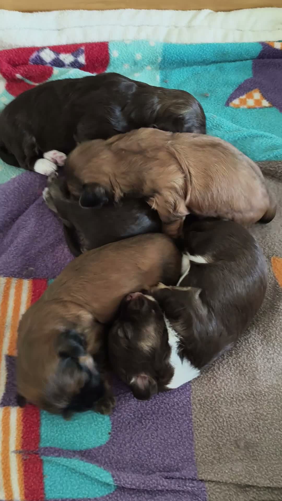 Havanezer honden te koop:  havanezerpups van geteste ouders met fci stamboom - Video 3