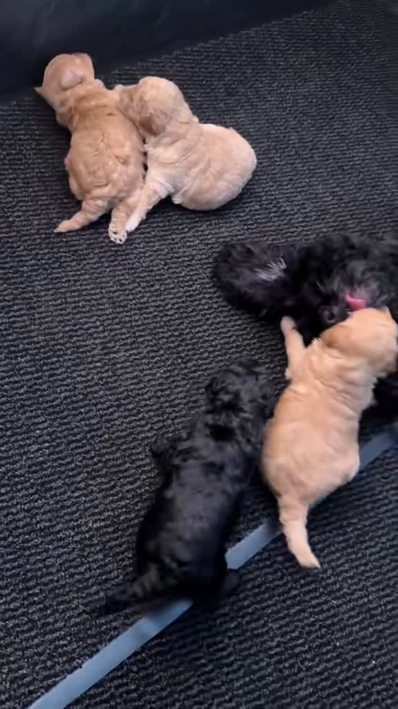 Labradoodle honden te koop: Prachtige Doodle - La Poodle pups te koop  - Video 1