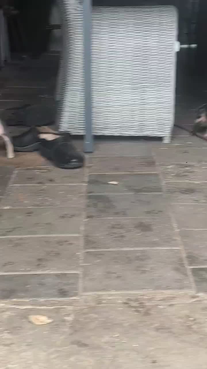 Jack Russel Terriër honden te koop: Knappe blue and tan Reu in Tuil - Video 2
