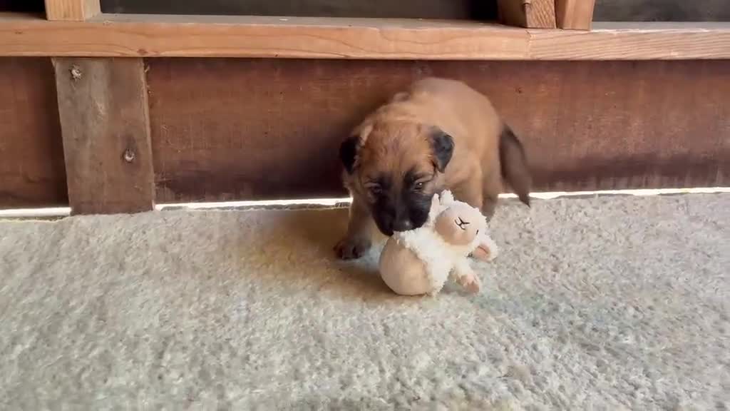 Groenendaeler honden te koop: Baskische herder pups - Video 2