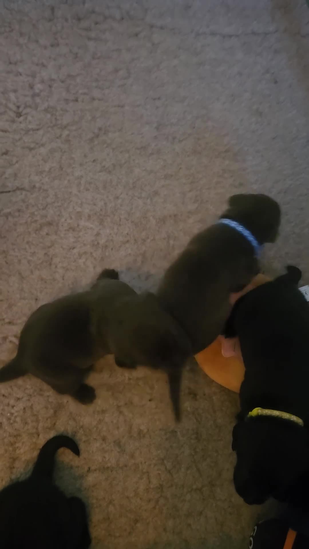 Labrador Retriever honden te koop: Prachtige labrador pups - Video 1