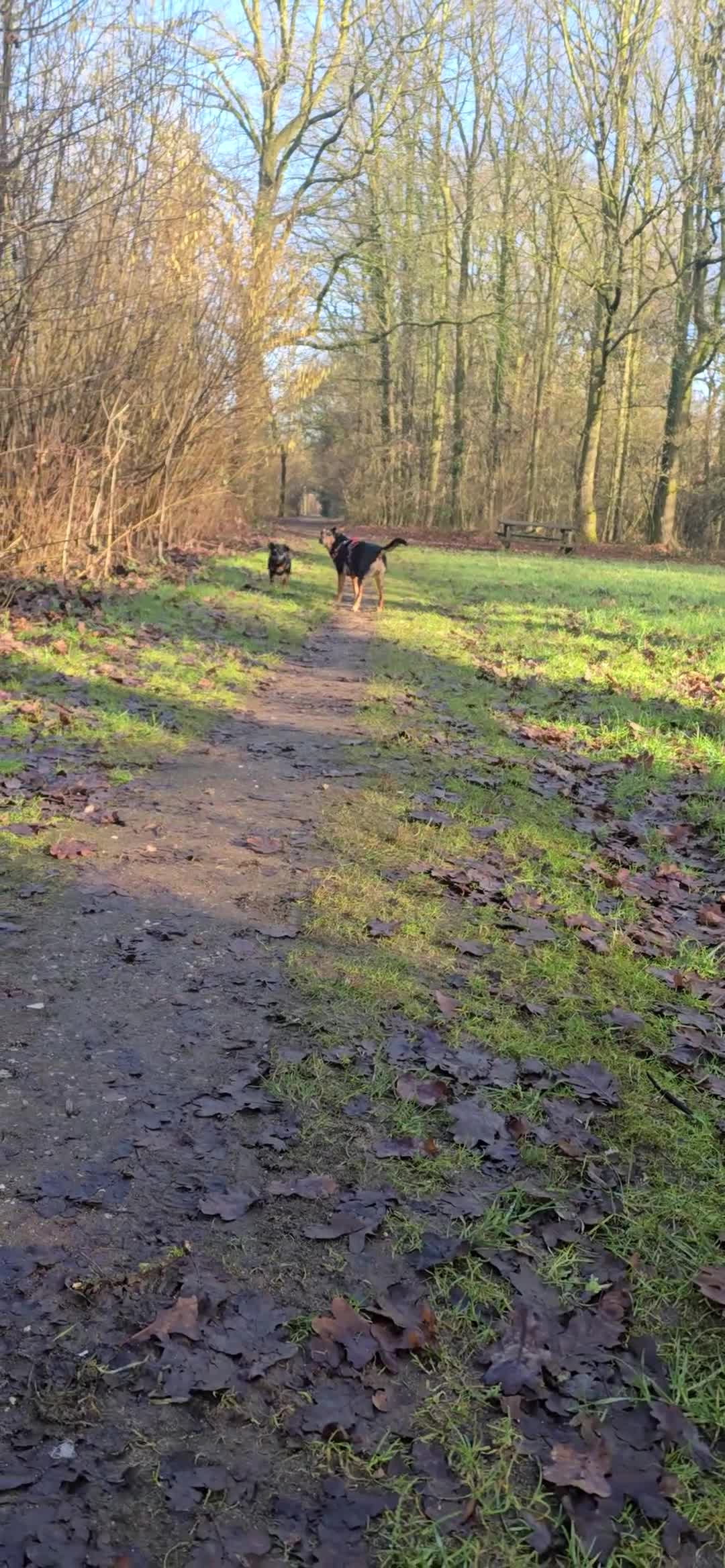 Jack Russel Terriër honden te koop: Te koop: Black & Tan Jack Russell Teef (2 jaar) - Video 2