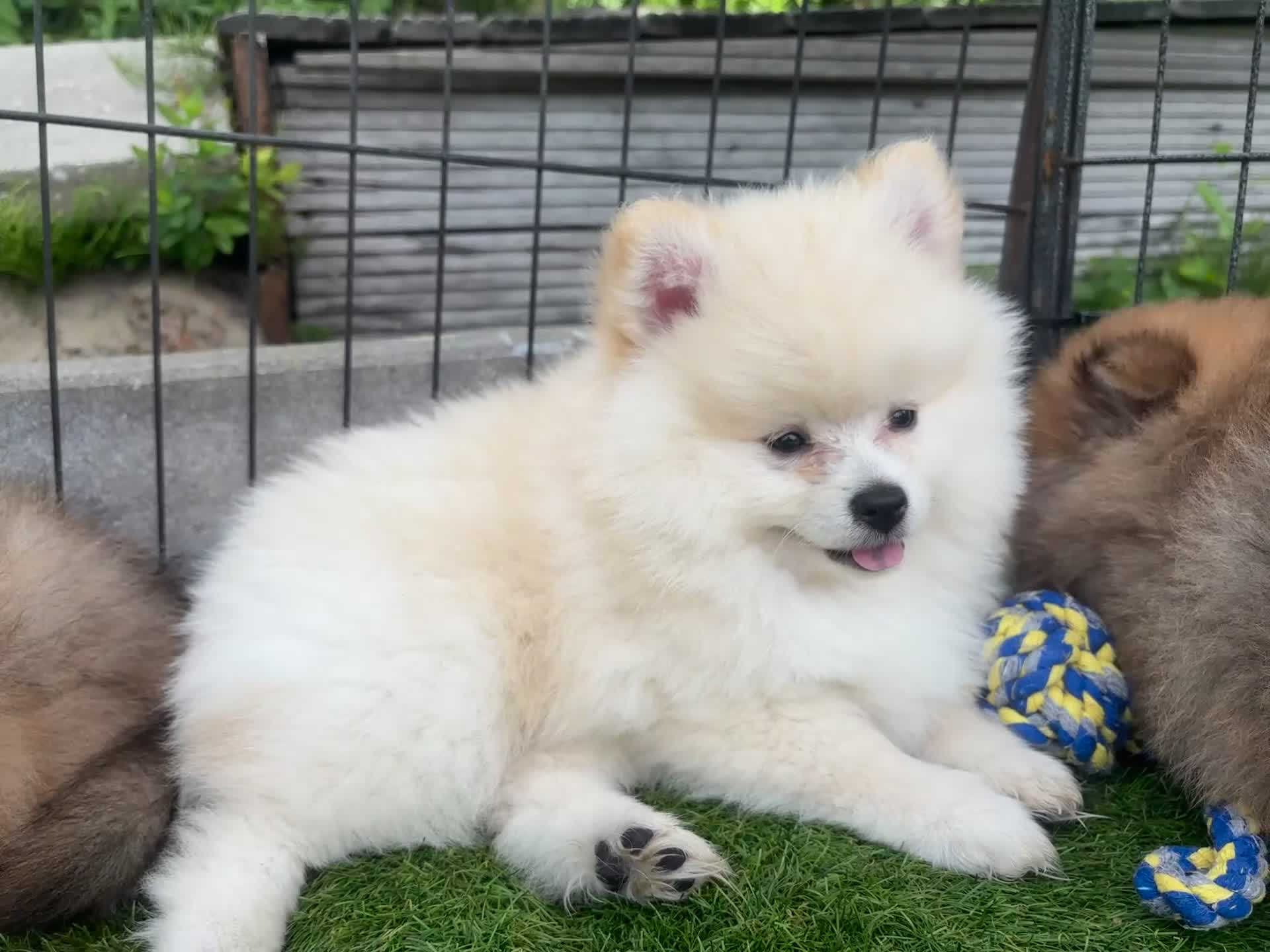 Kruising honden te koop: Pomeriaan pups - Video 2