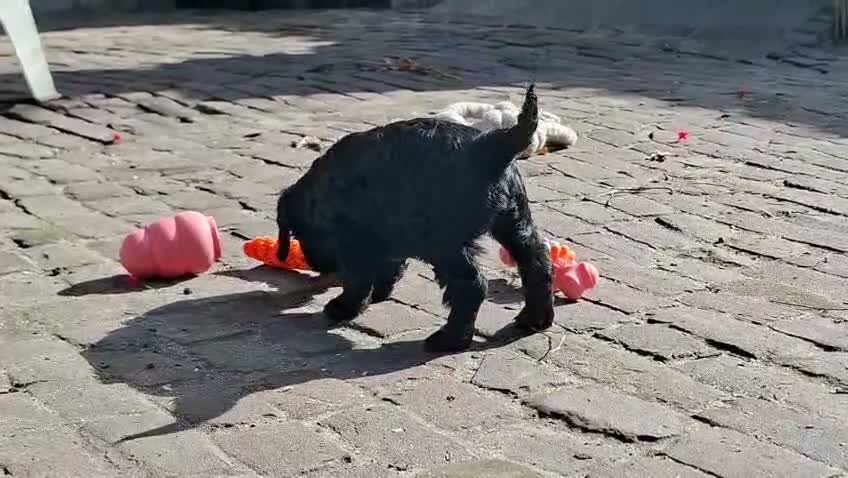 Cockapoo honden te koop: Lieve midi Cockapoo pups zoeken fijn thuis - Video 1