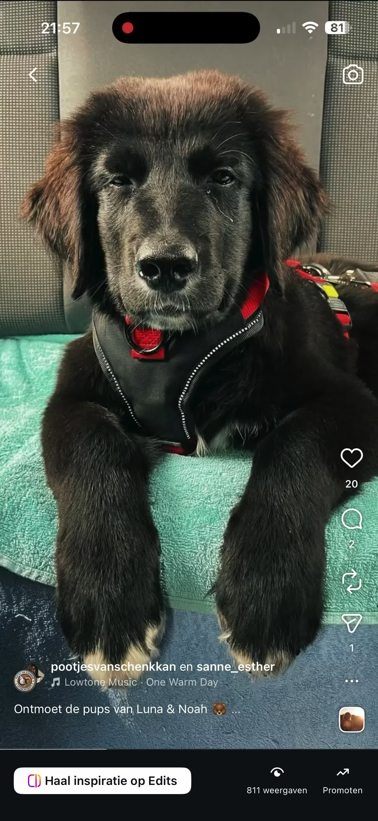Kruising honden te koop: 🐾 Vier Prachtige Australische Retriever Teefjes - Video 1