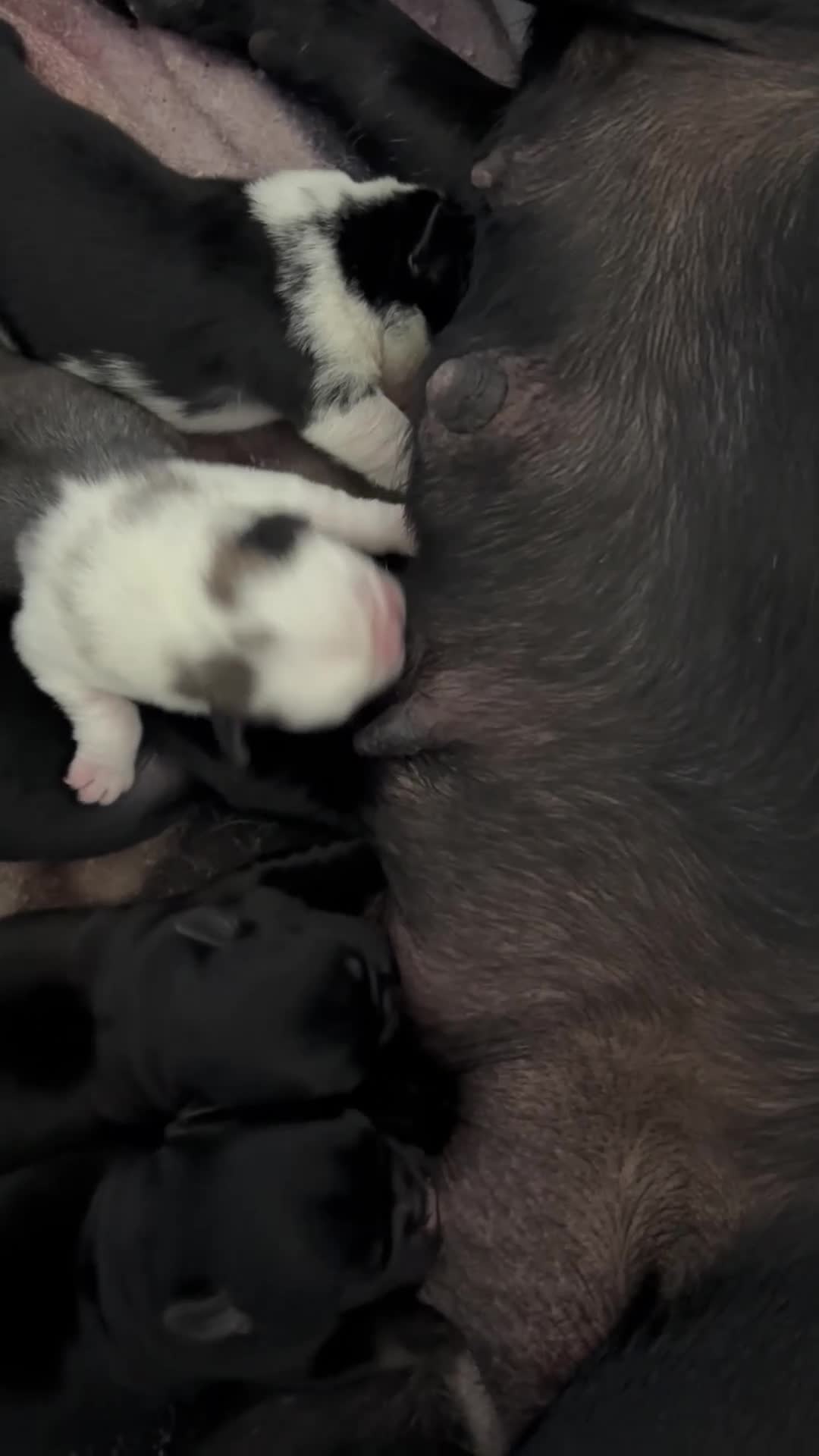 Mopshond honden te koop:  Onze prachtige Mopspuppy’s zijn geboren! 🐾 - Video 1