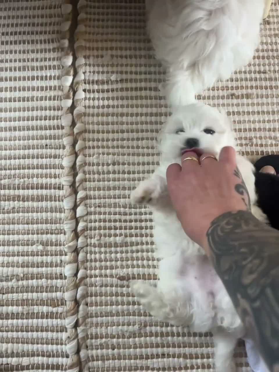 Maltezer honden te koop: Mini Maltezer  - Video 5