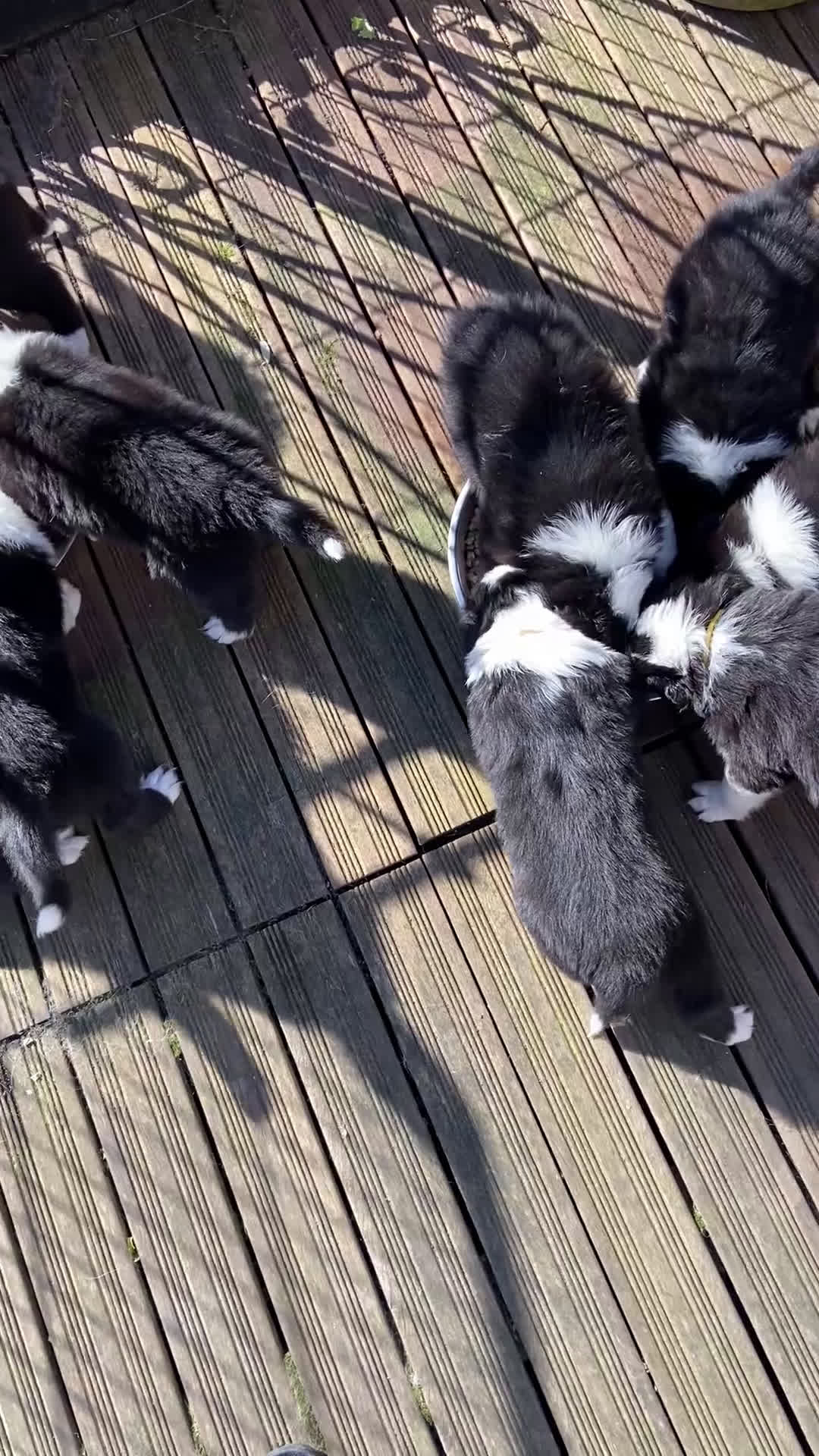 Australian Shepherd honden te koop: Australian Shepherd pups - Video 3