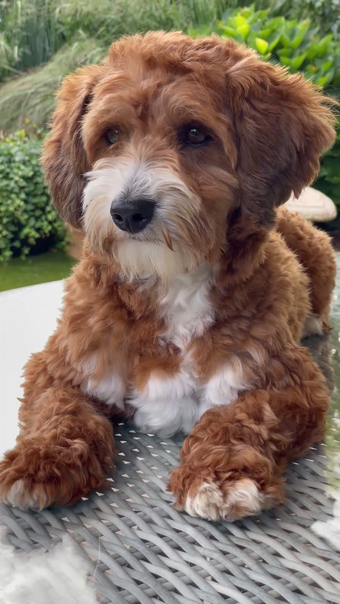 Maltipoo honden te koop: maltipoo  pups , te zien met beide ouders. - Video 1