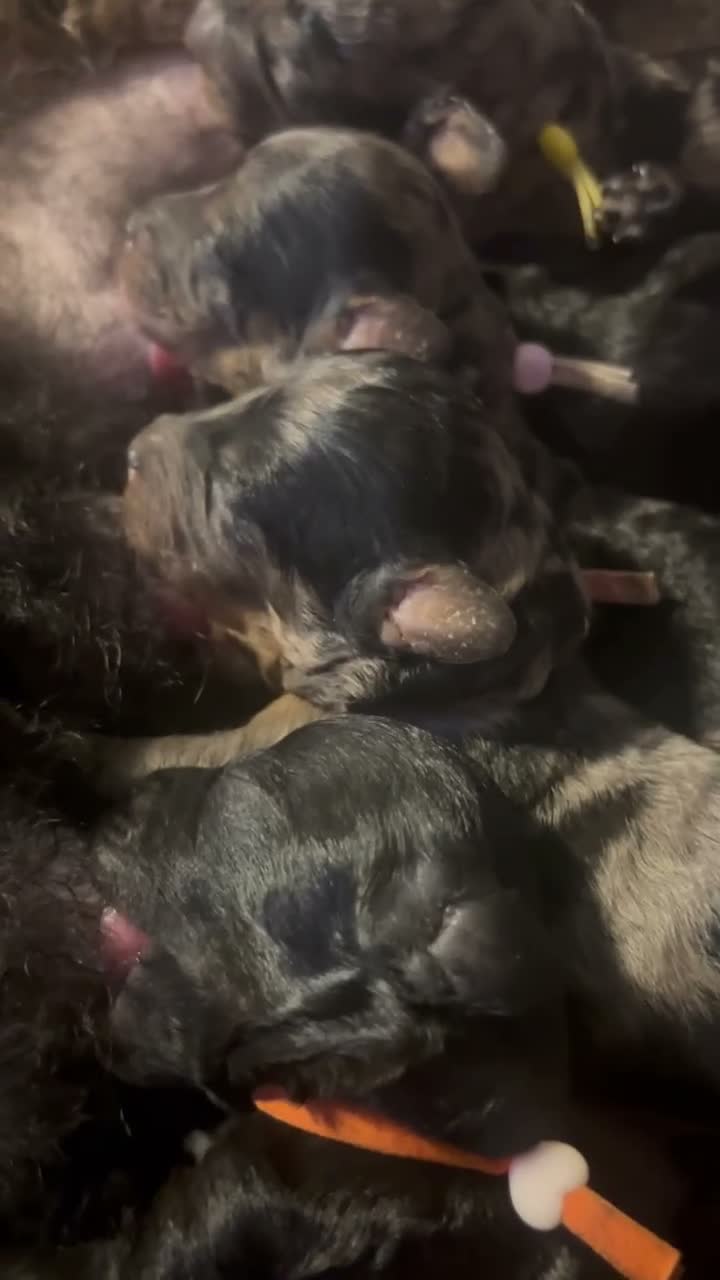 Dwergpoedel honden te koop: Prachtige dwergpoedelpups met exclusieve kleur! - Video 2