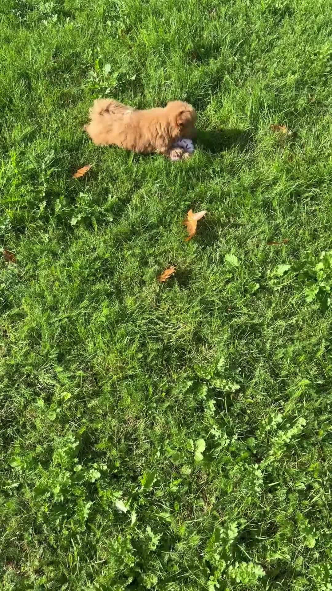 Kruising honden te koop: kruising dwergkees - Video 1