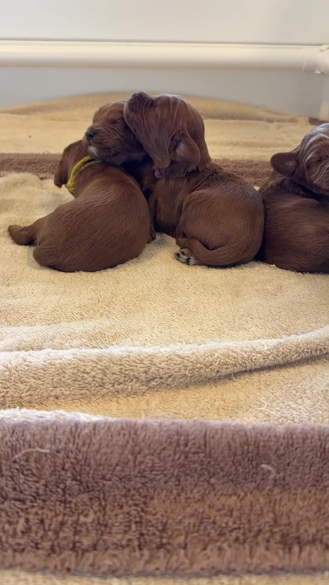 Australian Labradoodle honden te koop: Nog 2 bijzondere reutjes op zoek naar hun huisje - Video 1
