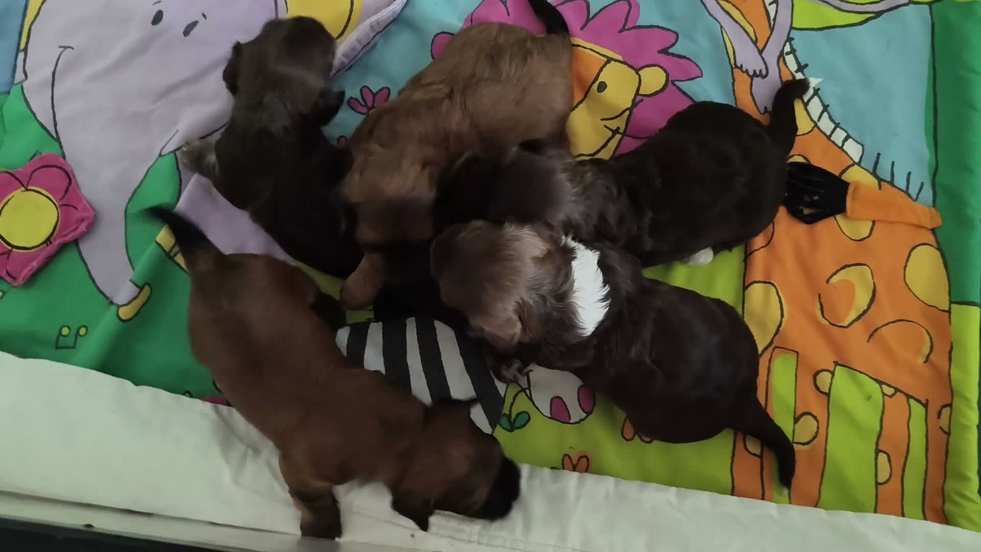 Havanezer honden te koop:  havanezerpups van geteste ouders met fci stamboom - Video 1