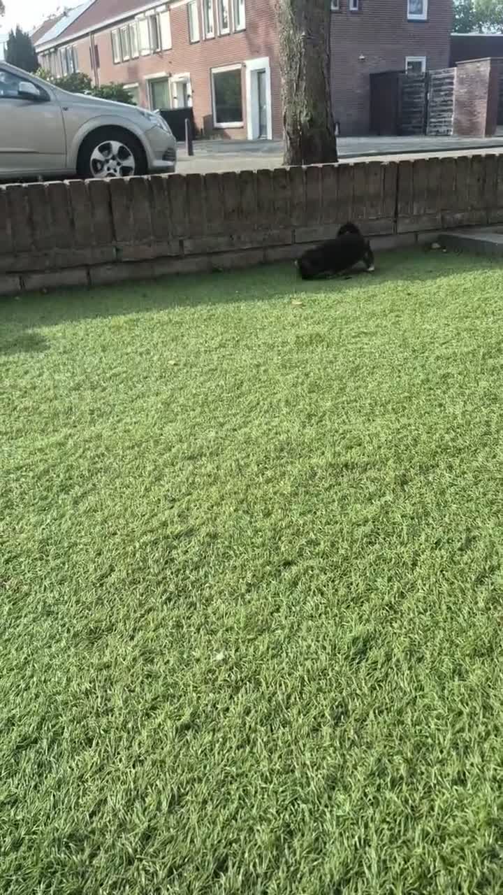 Boomer honden te koop: Lief teefje - Video 1