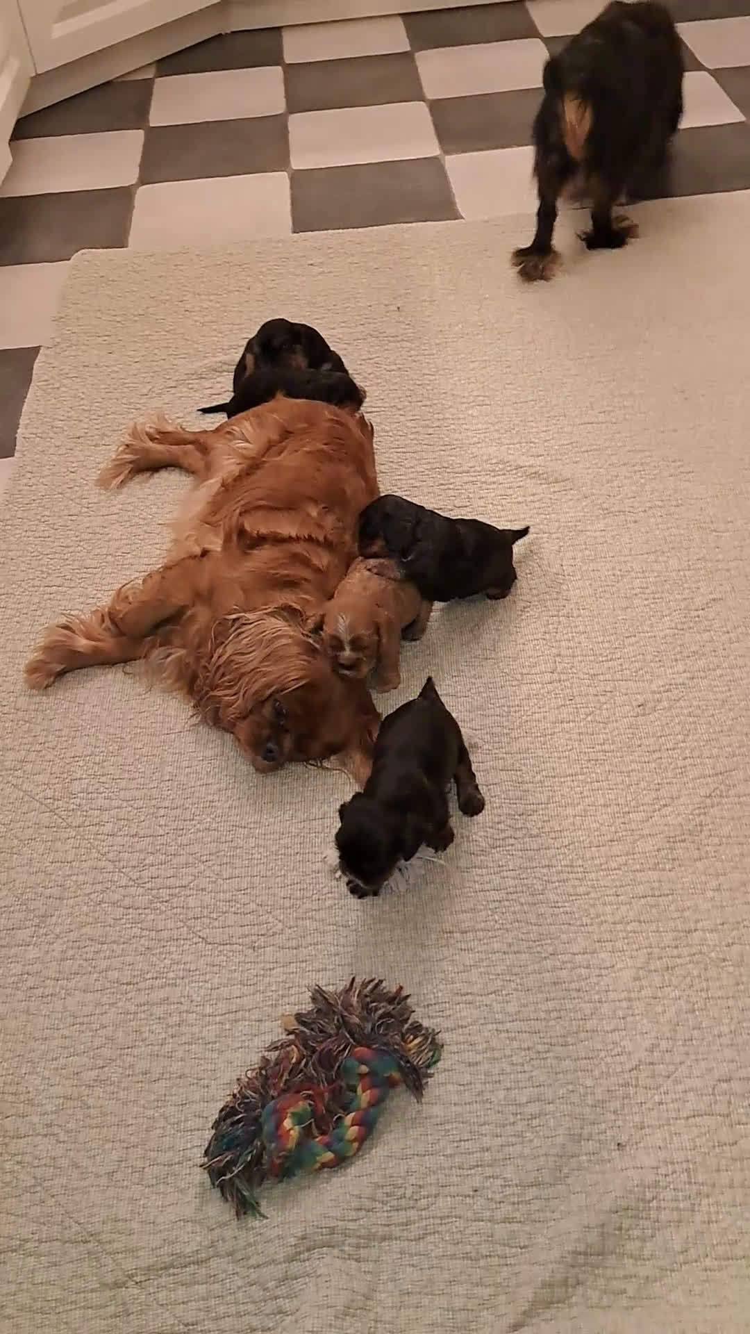 Cavalier King Charles Spaniel honden te koop: Prachtige Cavalier King Charles Spaniels puppy's  - Video 3