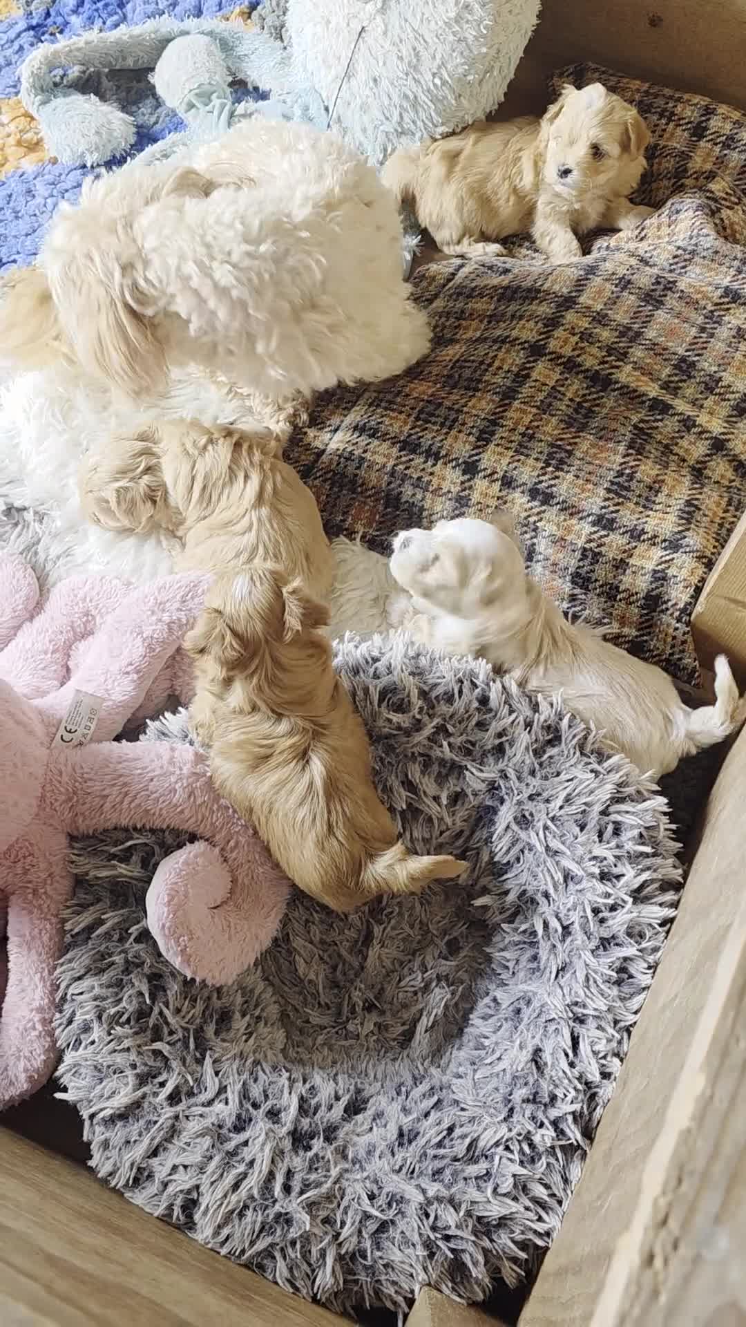Havanezer honden te koop: Raszuivere Havanezer, met FCI stamboom - Video 1