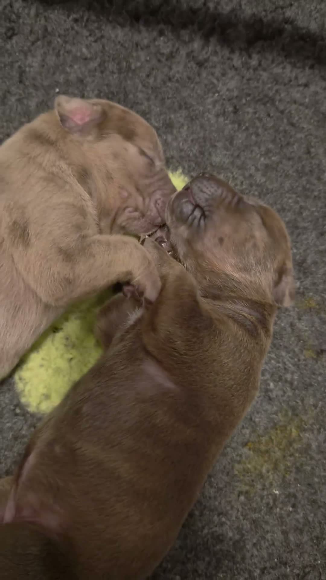 Amerikaanse Bully honden te koop: americanbully xl pup's  - Video 1