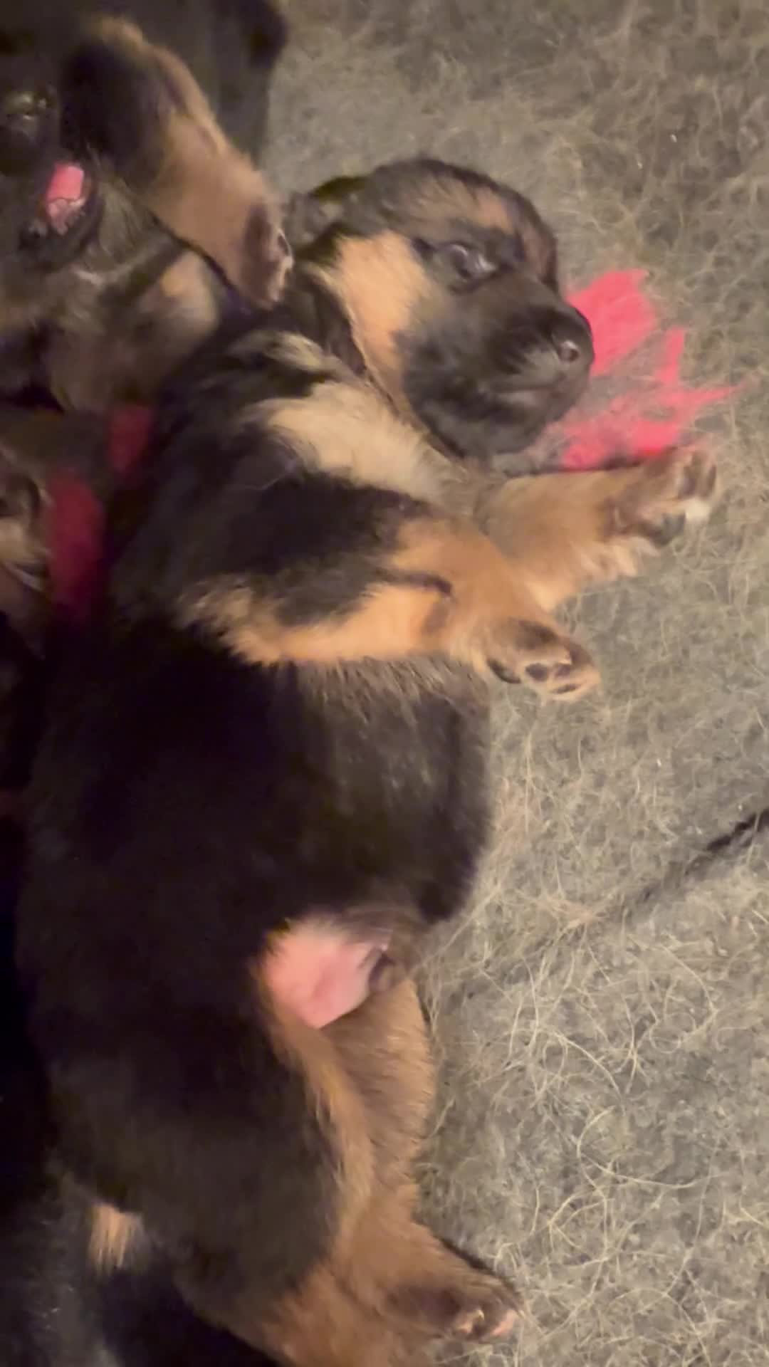 Duitse Herder honden te koop: Duitse Herder pups uit keurfok in Gouda - Video 2